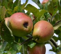 Adams Pearmain æbler på træet